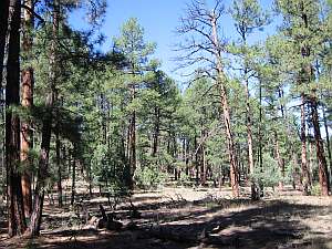 Gila Woodland Ponderosa Forest